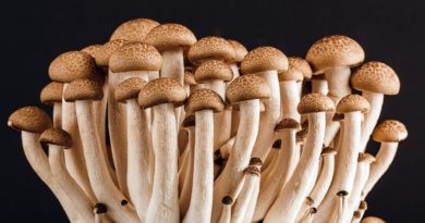 как вырастить грибы на даче